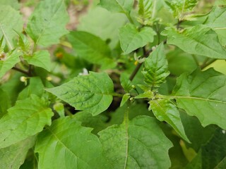 
green leaf for background.Green leaves on bokeh background.beautiful leaf pattern texture.