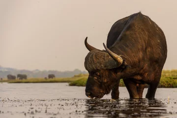 Foto op Canvas Buffalo in the dry nature habitat in Serengeti National Park © STORYTELLER