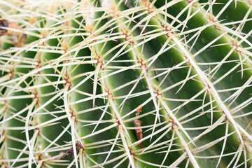barrel cactus long sharp thorns close up