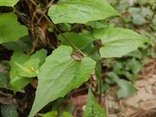 
green leaf for background.Green leaves on bokeh background.beautiful leaf pattern texture.