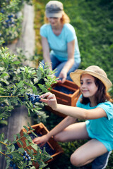 Naklejka na ściany i meble Modern family picking blueberries on a organic farm - family business concept.