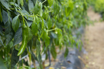 Obraz premium Green pepper hanging in pepper field