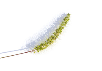 Ear of green foxtail grass, green bristlegrass, or wild foxtail millet isolated on white background. Setaria viridis