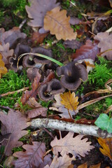 trompettes de la mort