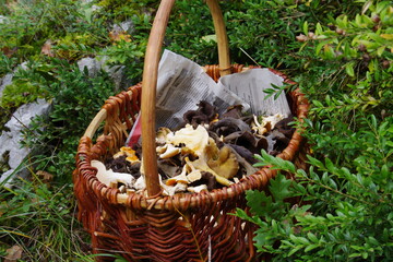 panier de champignons