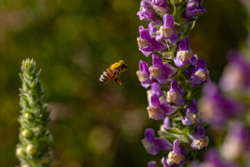 Fototapeta premium bee flying towards a flower