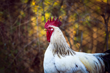 White Rooster. Portrait. Autumn background. View from the side, under the open sky in nature.