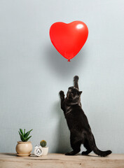 A black cat stands on its hind legs to get a heart-shaped balloon.