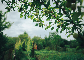 Fototapeta premium Green fruits of plum trees, which begin to ripen, hang on a tree branch