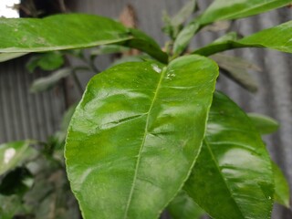 green leaf for background.Green leaves on bokeh background.beautiful leaf pattern texture. 