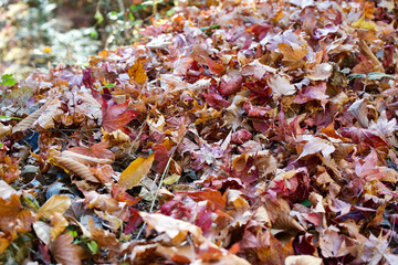 Fallen autumn leaves at Mt. Mitake in Japan.