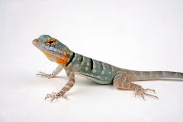 Baja blue rock lizard (juvenile) // Blauer Felsenleguan (Jungtier) (Petrosaurus thalassinus)
