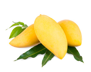 Yellow mango   isolated on a white background