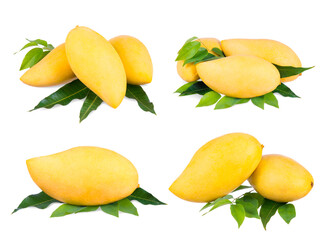 Yellow mango   isolated on a white background