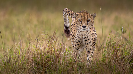 cheetah in Masai Mara national reserve - obrazy, fototapety, plakaty