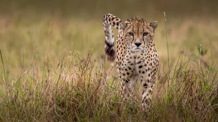 Foto op Plexiglas anti-reflex cheetah in Masai Mara national reserve © STORYTELLER