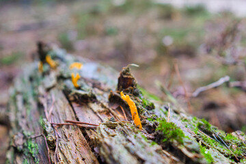mushroom on a tree