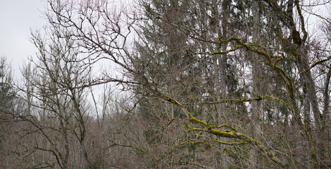 Bäume im Spätherbst