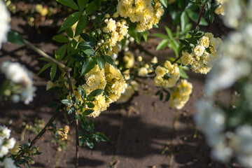 White and yellow roses in a botanical garden