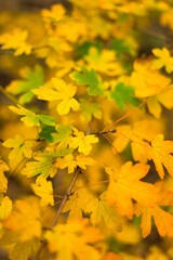 yellow maple autumn leaves background