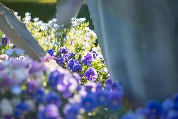Pansy and Nemophila in the botanical garden