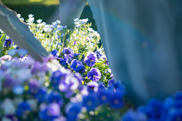Pansy and Nemophila in the botanical garden