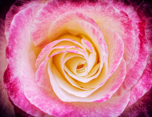 Fototapeta na wymiar vibrant pink and white bicolored rose flower top view closeup, filtered image