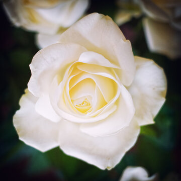 white rose flower top view closeup in the garden, dark vignetting filtered image