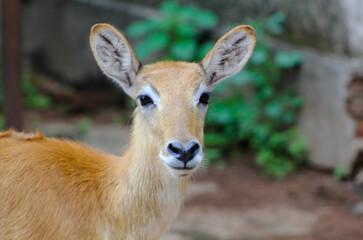 Naklejka na ściany i meble African Impala in the Bush. African wild animals