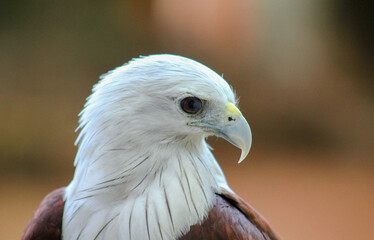 African Fish Eagle (Haliaeetus vocifer). Eagle