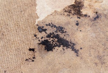 Black mold in the house. Dangerous black mold close-up.