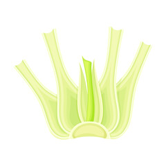 Fennel or Finocchio Bulb as Raw Crisp Vegetable Vector Illustration