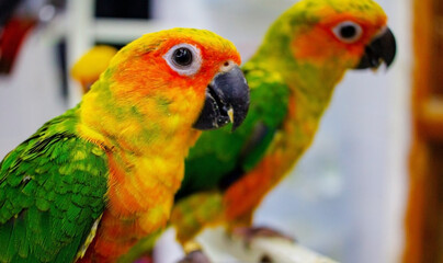 Baby sun conure parrot at a shop for sale.