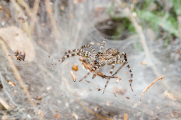 macro of a spider