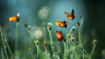 Monarch butterflies pollination on flowers fields. - obrazy, fototapety, plakaty