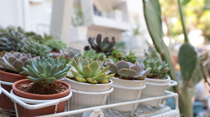 Many different echeverias on wooden table.