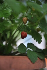 Almaty, Kazakhstan - 06.14.2013 : Strawberry seedlings of different varieties and flavors in one of the greenhouses