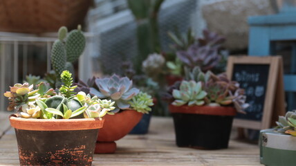 Many different echeverias on wooden table.