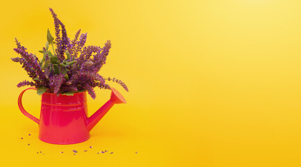 Fuchsia watering can with lavender bouquet on bright yellow background. Baner for the florist. Side view. Horizontal format. Copyspace