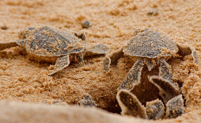 Loggerhead baby sea turtles hatching in a turtle farm in Sri Lanka, Hikkaduwa.