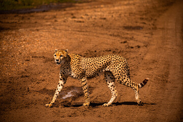 Fototapeta na wymiar cheetah in Masai Mara national reserve