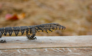 Asian baby water lizard on a wood platform near river in srilankan river.