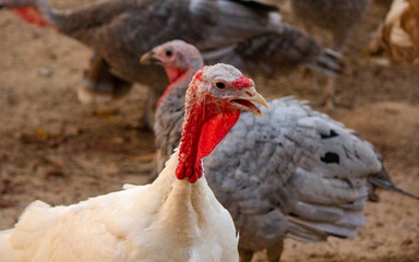 various turkey in a poultry farm in Qatar.