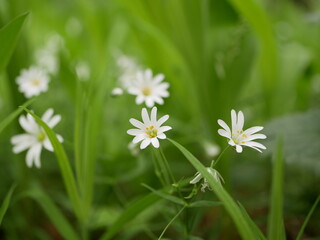 Small white flowers with forked petals among the green grass and the landed in a clearing in the forest. Stellaria nemorum on a sunny spring day in natural conditions.