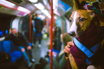 Puppy on the tube