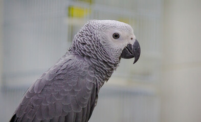 The African Grey Parrot (Psittacus erithacus), also known as the Grey Parrot, is kept for sale at a pet shop in thailand.