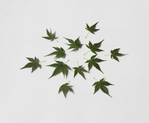 Fresh Green Maple leaf isolated white background