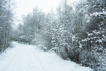 Beautiful atmospheric winter road and snow covered trees in the forest. Winter nature background.