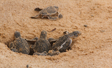 Loggerhead baby sea turtles hatching in a turtle farm in Sri Lanka, Hikkaduwa.
