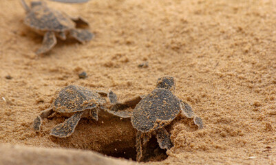 Loggerhead baby sea turtles hatching in a turtle farm in Sri Lanka, Hikkaduwa.